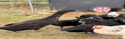 Ducks poultry for sale: Indian Runner Ducks for sale in Northampton - Advert 4