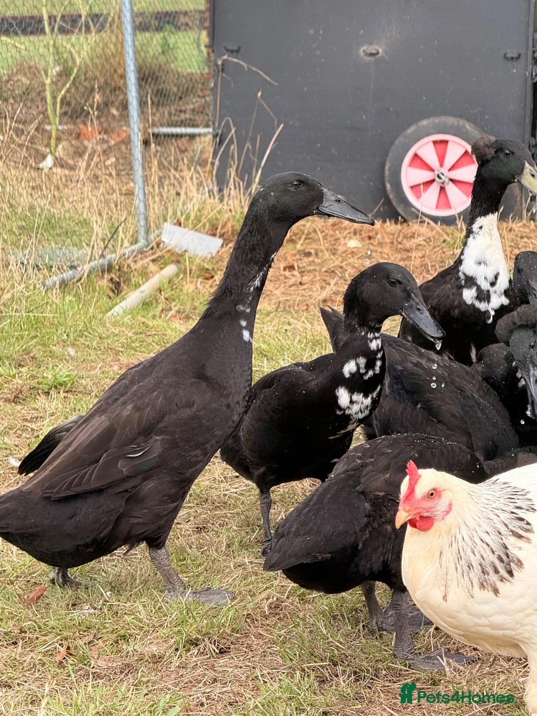 Ducks poultry for sale: Indian Runner Ducks for sale in Northampton - Advert 4