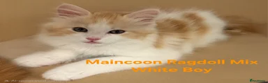 Maine Coon Kitten White