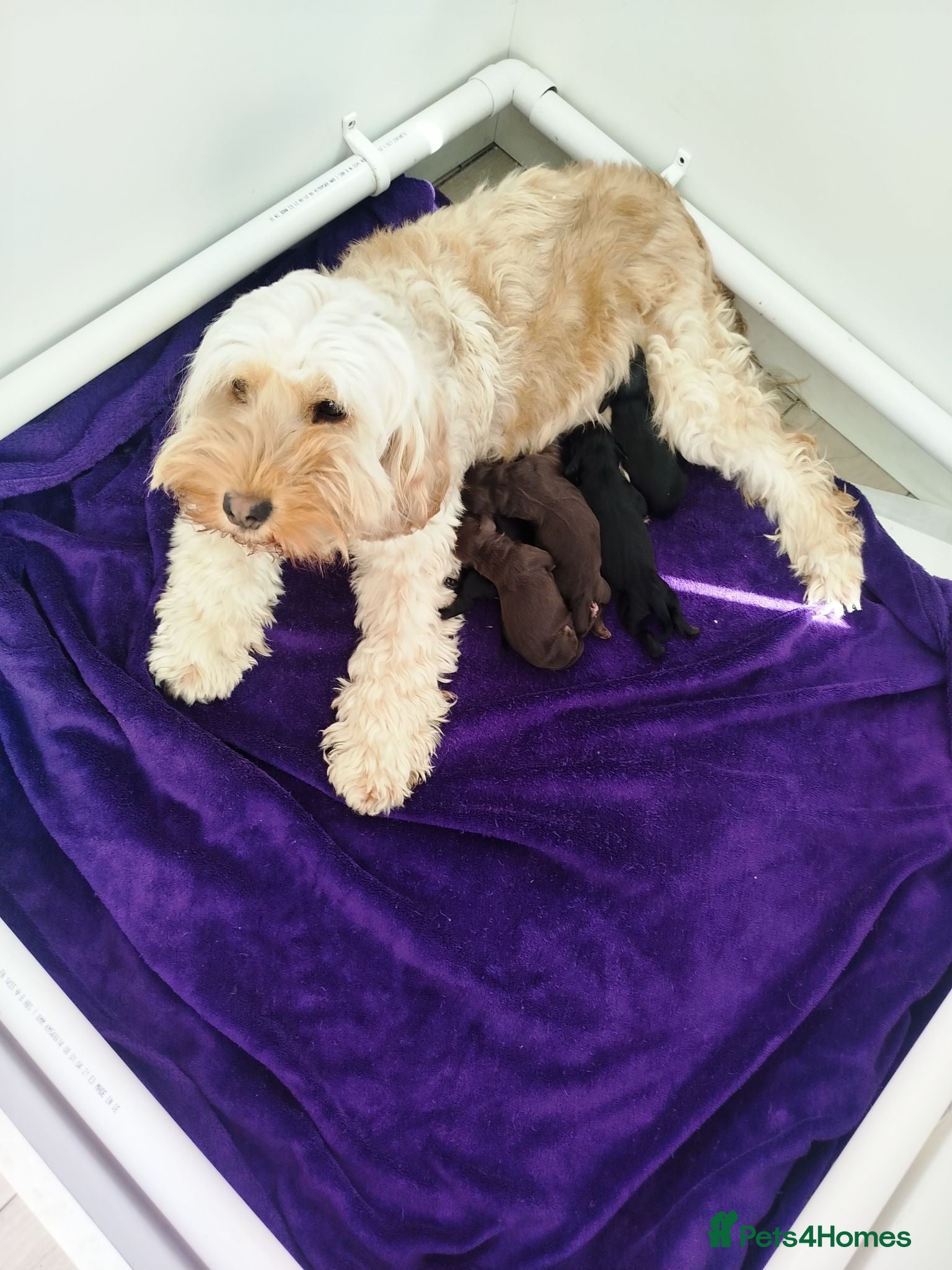 Cockapoo dogs Chocolate drops - Advert 1