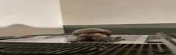 Snails invertebrates for sale: Giant African Land Snails in Derby - Advert 5