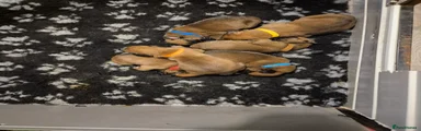 Boxer 1  ..Lord montgomery (yellow collar)
