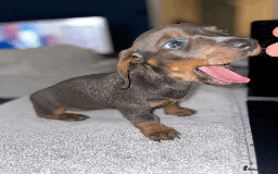 Miniature Dachshund dogs for sale: 🧬 🐶 Beautiful miniature dachshunds 🐶 🧬  - Image 9