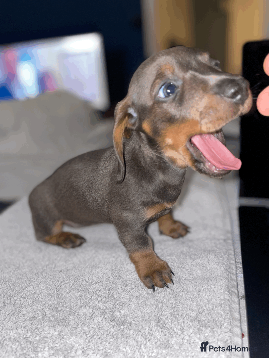 Miniature Dachshund dogs for sale: 🧬 🐶 Beautiful miniature dachshunds 🐶 🧬  - Image 9