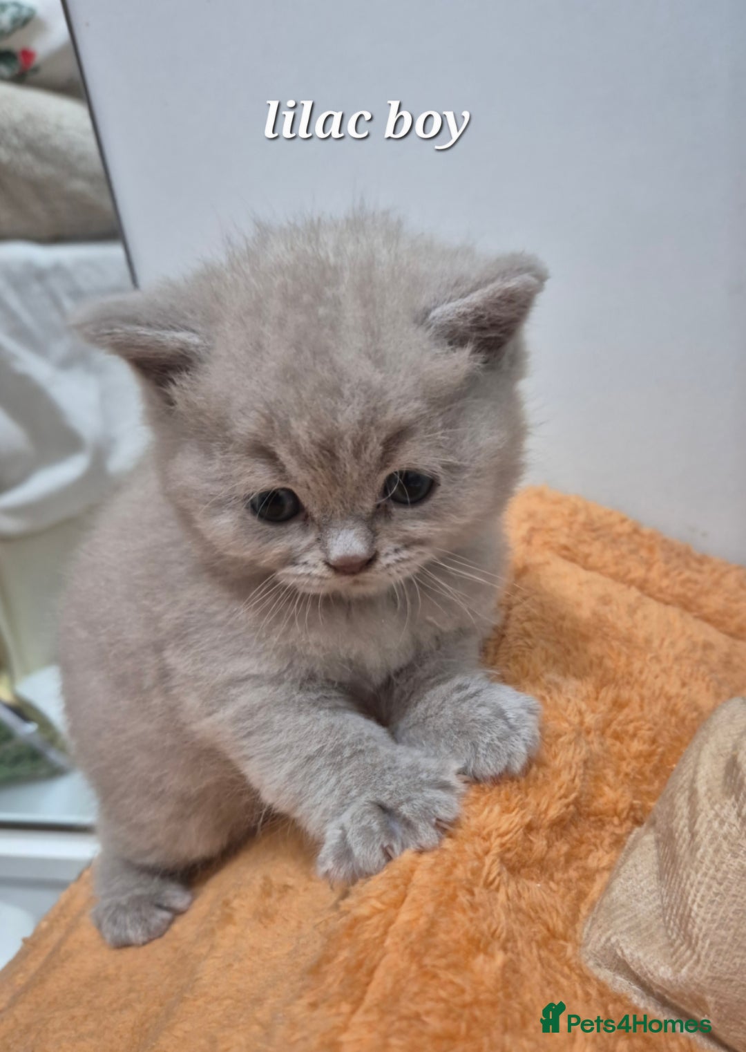 British Shorthair cats for sale: BSH and BLH kittens for new home  - Advert 8
