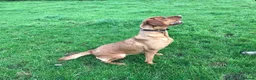 Labrador Retriever dogs for sale: Fox Red Labrador Puppies FOR SALE in Ripon - Advert 4