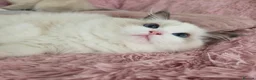 Ragdoll cats for sale: ✨️Champion European lines. Tica registered - Advert 11