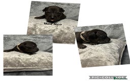 Mixed Breed dogs for sale: Beautiful pups  - Advert 12