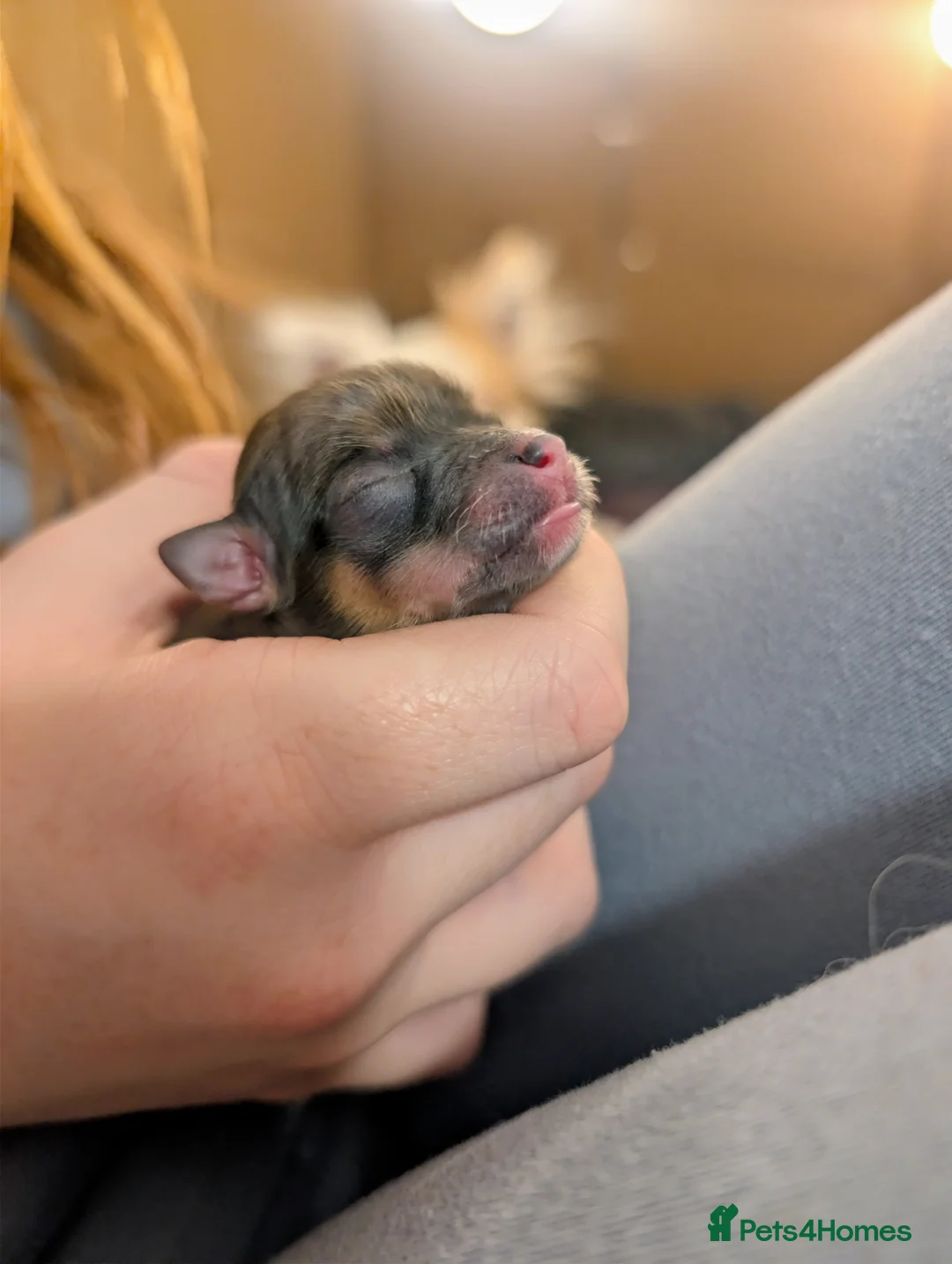 Chihuahua dogs for sale:  3 ABSOLUTELY GORGEOUS CHIHUAHUA PUPPIES FOR SALE - Advert 4