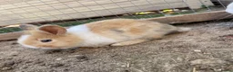Mini Lion Lop rabbits for sale: 3 mini lion head lops in Reading - Advert 4