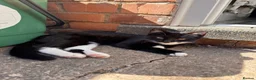Mixed Breed cats for sale: 2 lovely female kittens  in Nottingham - Advert 1