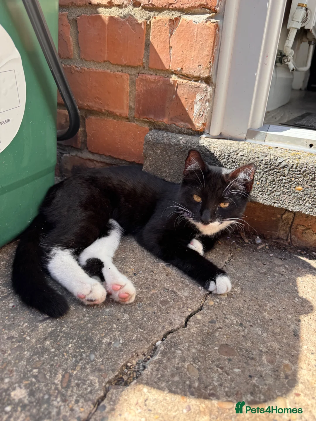 Mixed Breed cats for sale: 2 lovely female kittens  in Nottingham - Advert 1