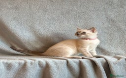 Ragdoll cats for sale: 6 Beautiful Ragdoll x Bengal kittens - Image 25