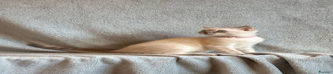 Ragdoll Kitten 6