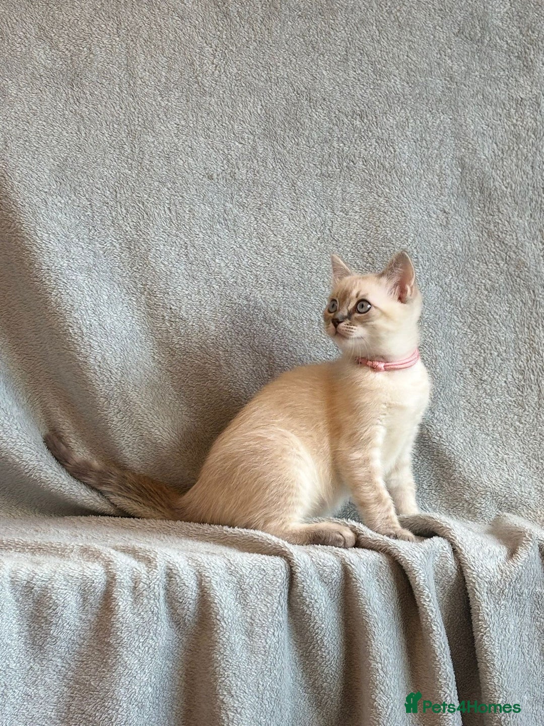 Ragdoll cats for sale: 6 Beautiful Ragdoll x Bengal kittens - Image 25