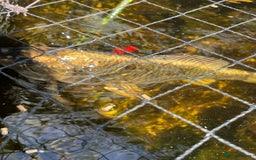 Koi Carp fish for sale: Japanese Koi Carp - Image 5