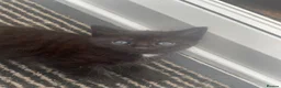 Mixed Breed cats for sale: Three beautuful & playful kittens - Advert 3