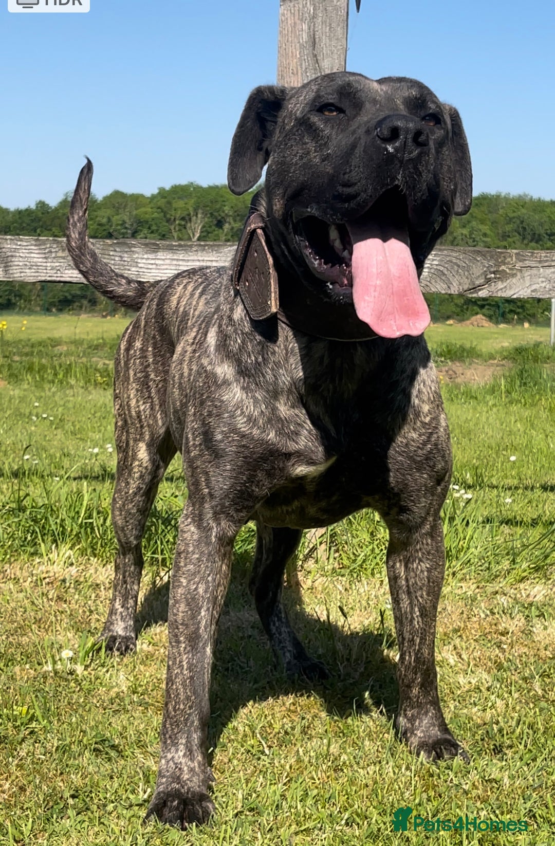 Presa Canario dogs for sale: Presa Canario Puppies - Image 5