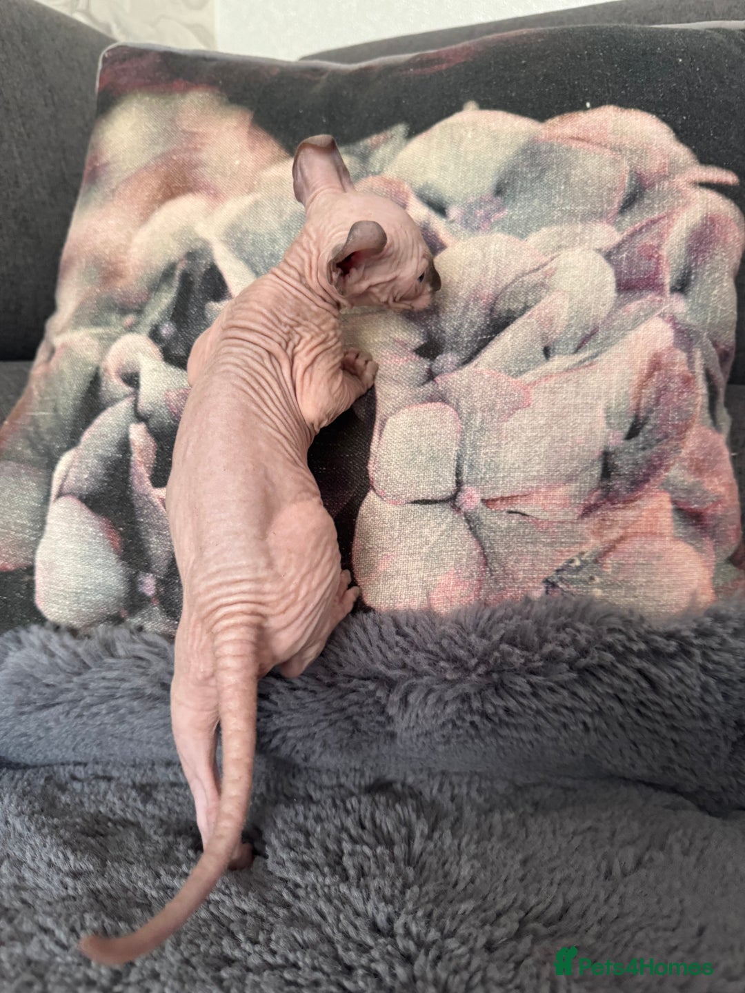 Sphynx cats for sale: Elf kittens 🔥🔥🔥 - Image 6