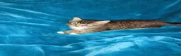 Mixed Breed cats for sale: Beautiful female kittens  - Advert 6
