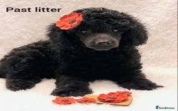 Poodle dogs for stud: Fully health tested and kc reg chocolate toy. in Blackburn - Image 5