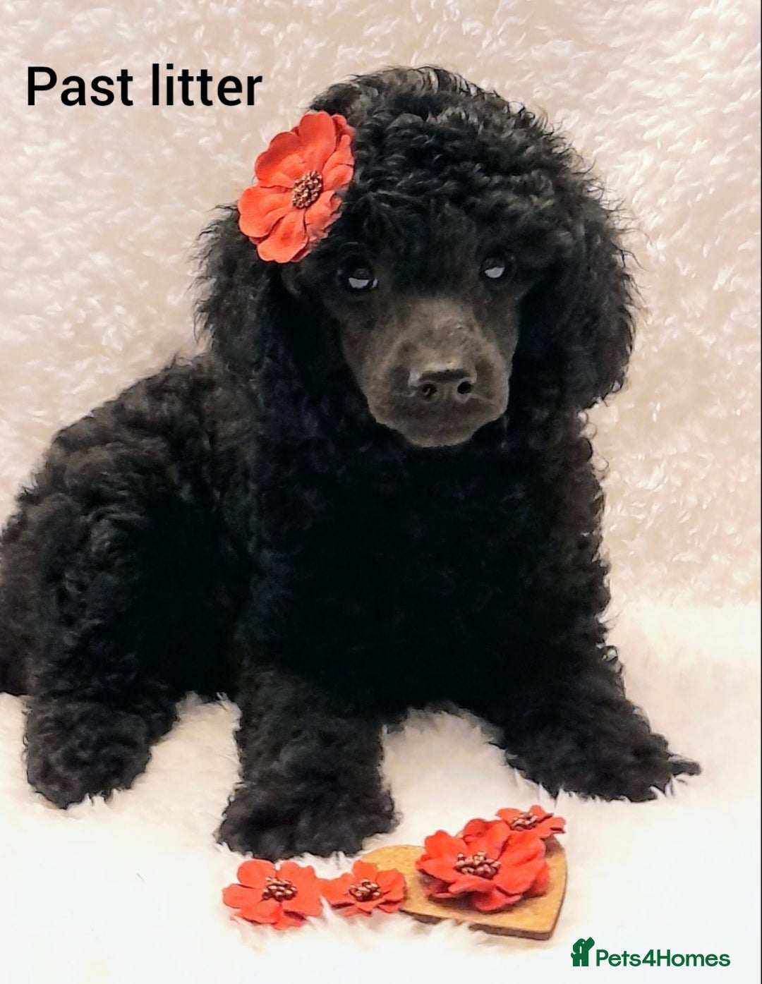 Poodle dogs for stud: Fully health tested and kc reg chocolate toy. in Blackburn - Image 5