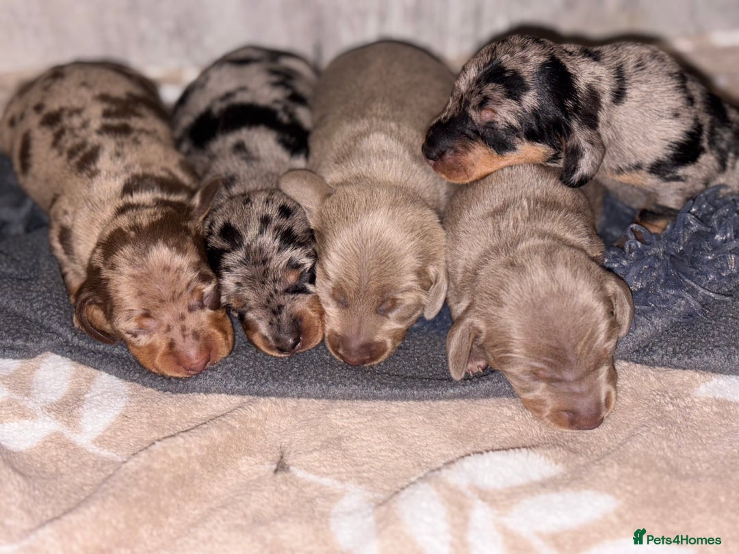 Miniature Dachshund dogs for stud: Winston  - Advert 6