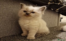 Ragdoll cats for sale: 4 ragdoll x ragamuffin fluffy kittens  - Image 13