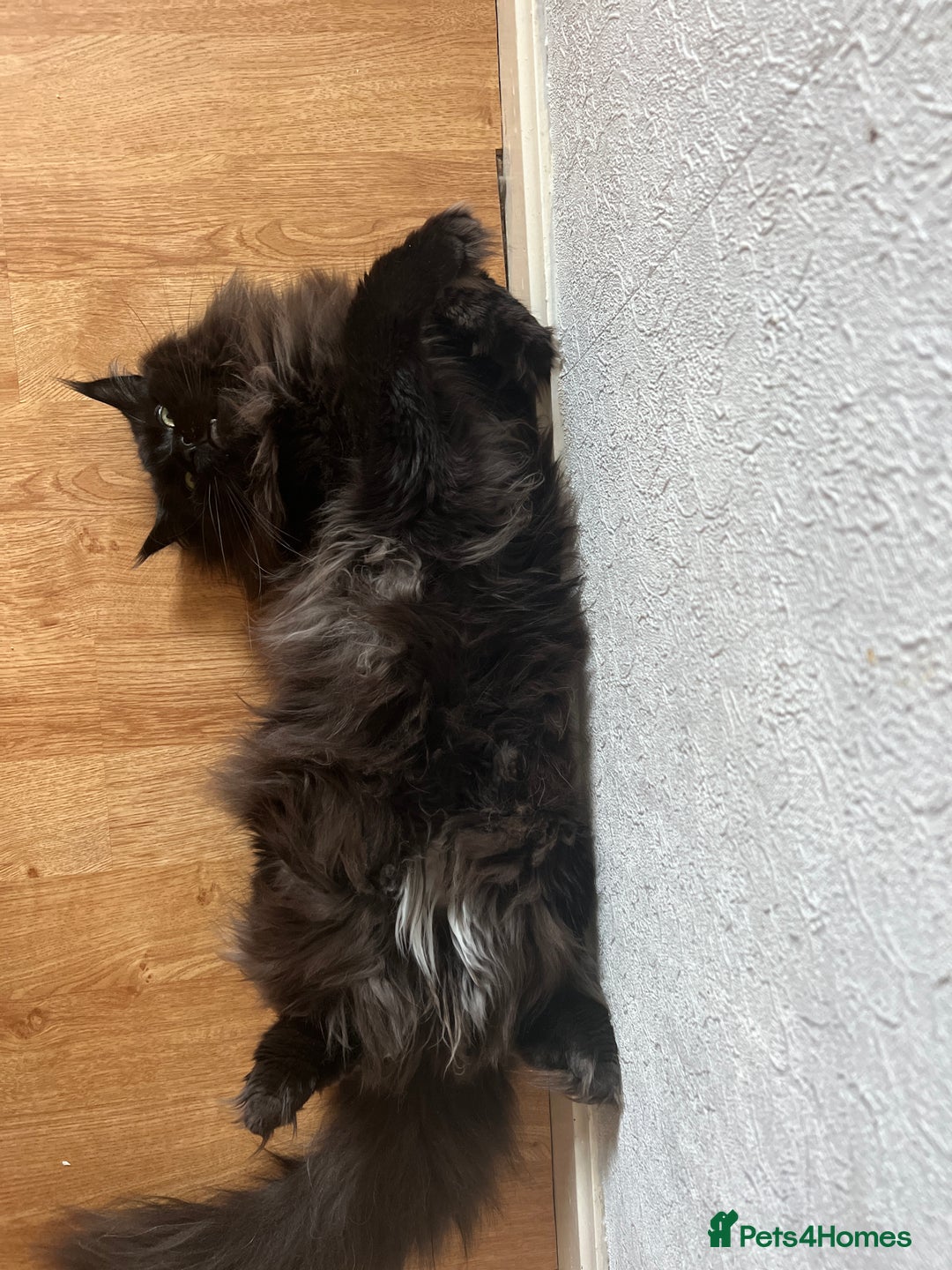 Maine Coon cats for sale: Male maine coon needs home - Advert 11