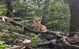 Japanese Shiba Inu dogs for stud: Multiple Proven Shiba Inu Champion Stud 24 month in Leeds - Image 2