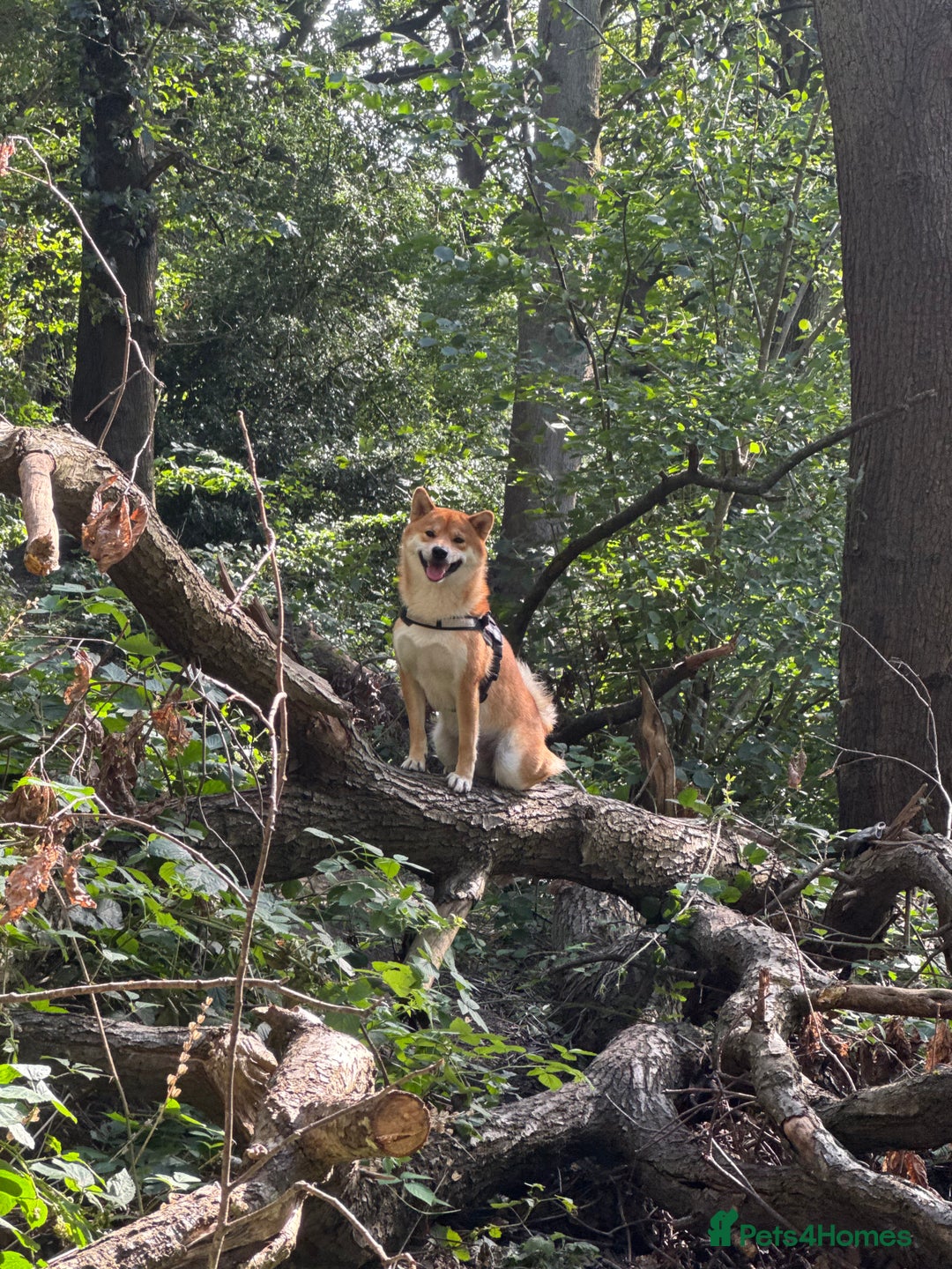 Japanese Shiba Inu dogs for stud: Multiple Proven Shiba Inu Champion Stud 24 month in Leeds - Image 2