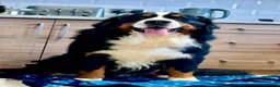 Bernese Mountain Dog dogs for stud: Stunning proven stud dog  - Advert 2