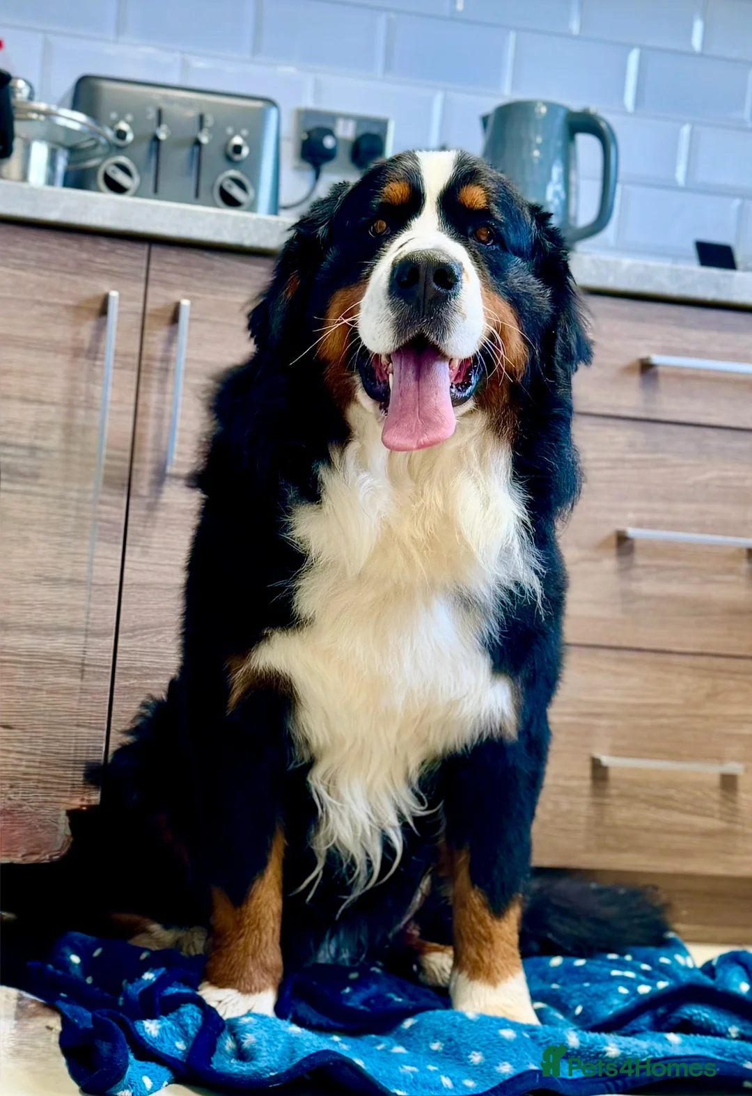 Bernese Mountain Dog dogs for stud: Stunning proven stud dog  - Advert 2