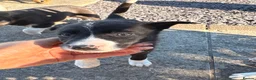 Border Collie dogs for sale: 7 Working Sheepdogs  - Advert 11