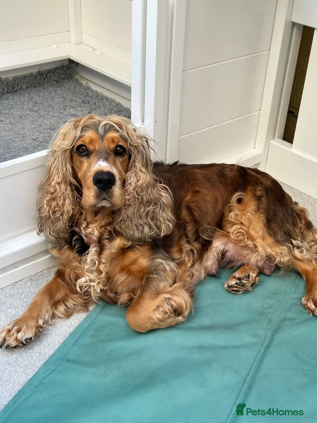 Cocker Spaniel dogs for sale: Beautiful Show Type Cocker Spaniels in Ongar - Advert 2
