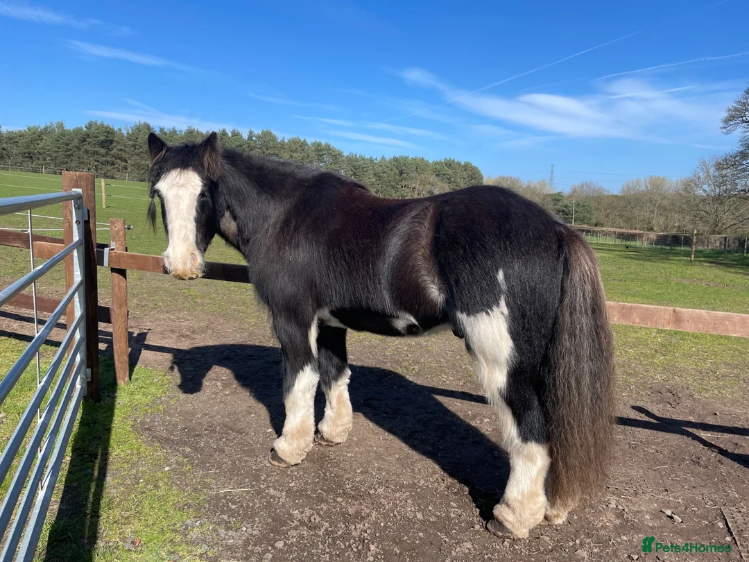 Irish Cob horses for sale: Companion/Project For Sale - Advert 1