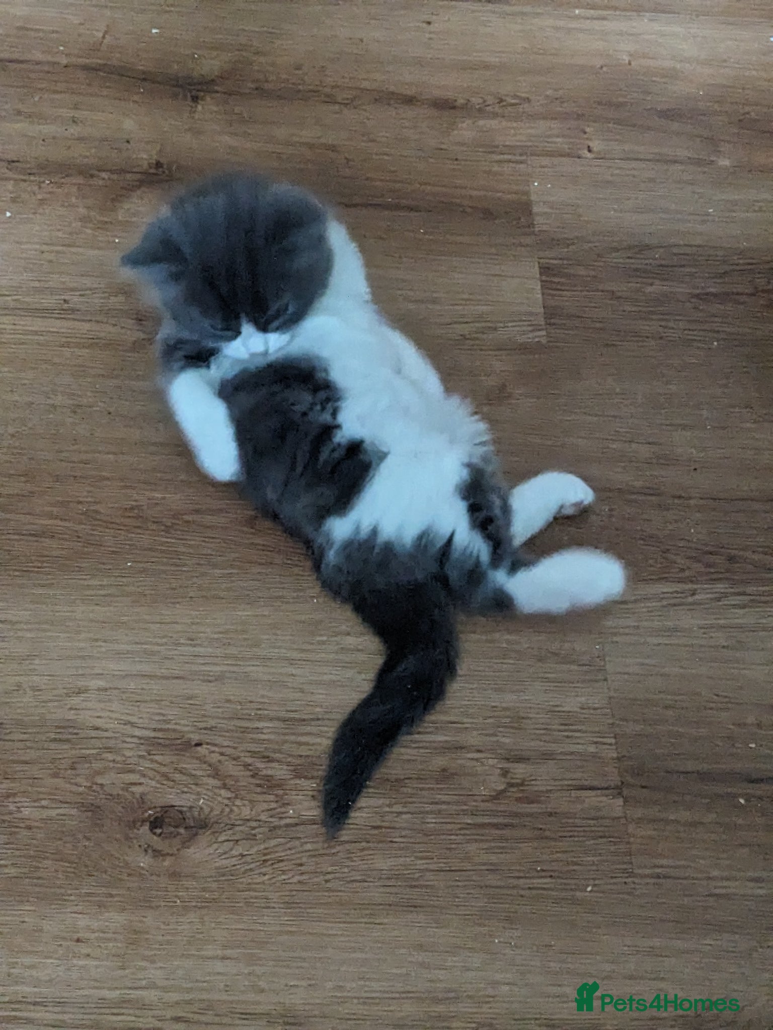 Mixed Breed cats for sale: Gorgeous Cuddly Kittens. Quarter Ragdoll  - Advert 4