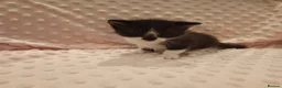 American Shorthair cats for sale: 6 gorgeous mix breed kittens  - Advert 8