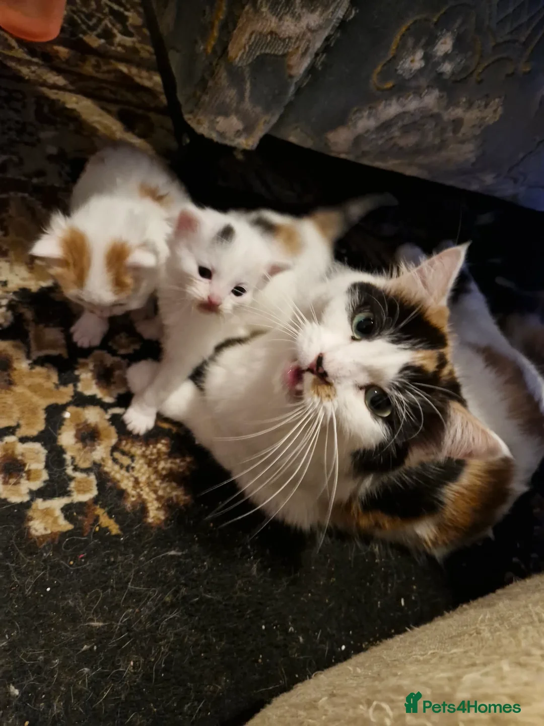 British Shorthair cats for sale: British Short Hair/ Maine Coon Cross - Advert 1