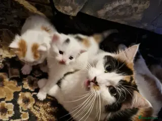 British Shorthair cats British Short Hair/ Maine Coon Cross - Advert 4