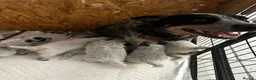 Australian Cattle Dog dogs for sale: Stunning cattle dogs waiting list now open - Advert 4