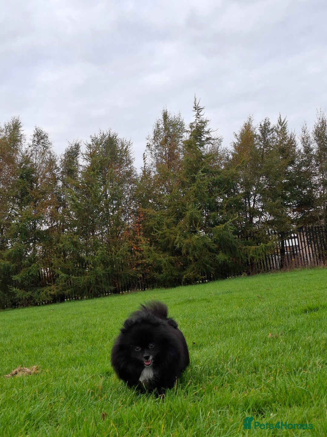 Pomeranian dogs for sale: Pomeranian puppies  - Advert 2