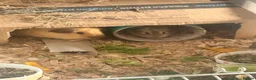 Guinea Pig rodents for sale: Father and son piggies - Advert 3
