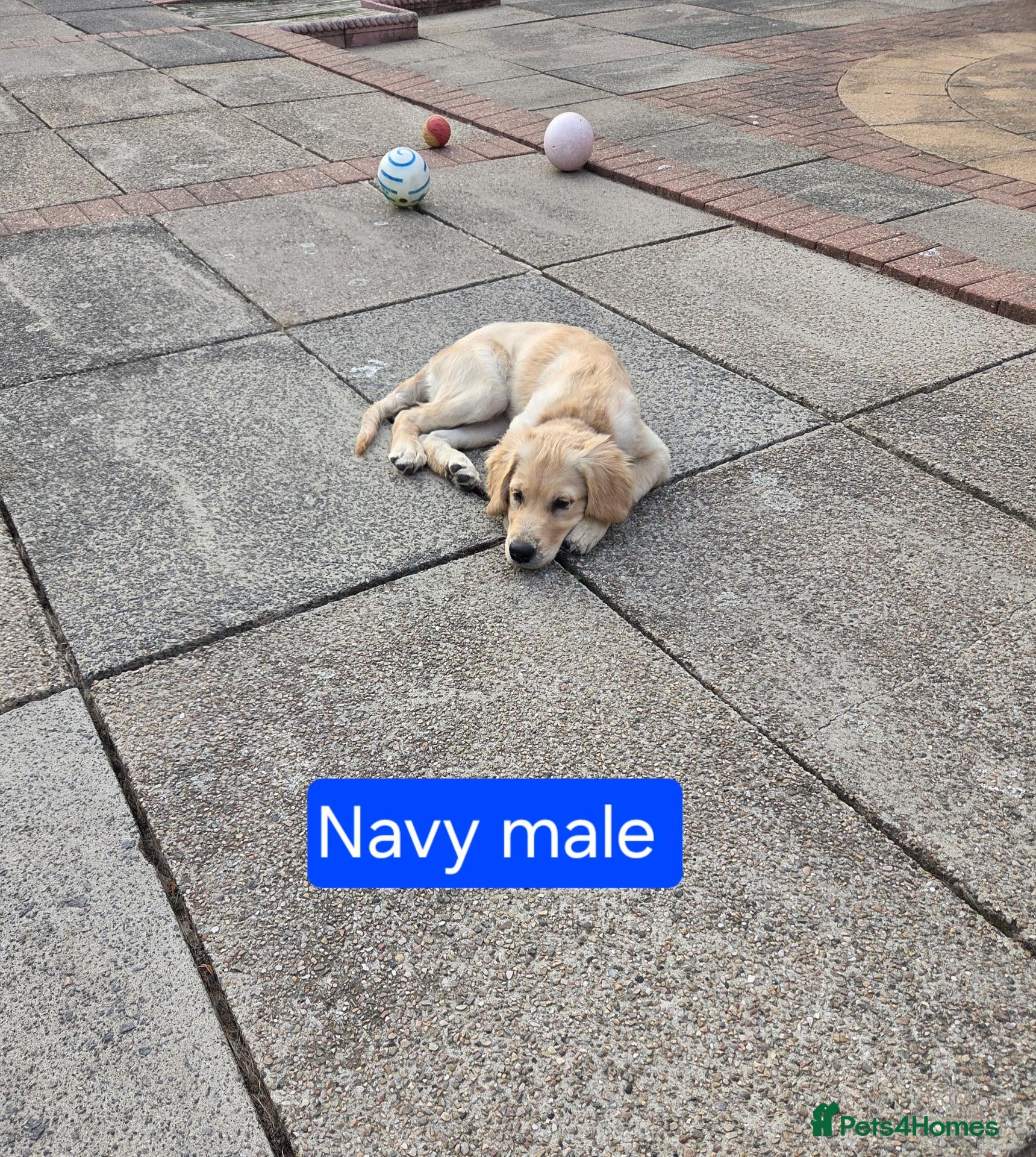 Golden Retriever dogs Beautiful natured pups fully vaccinated - Advert 1