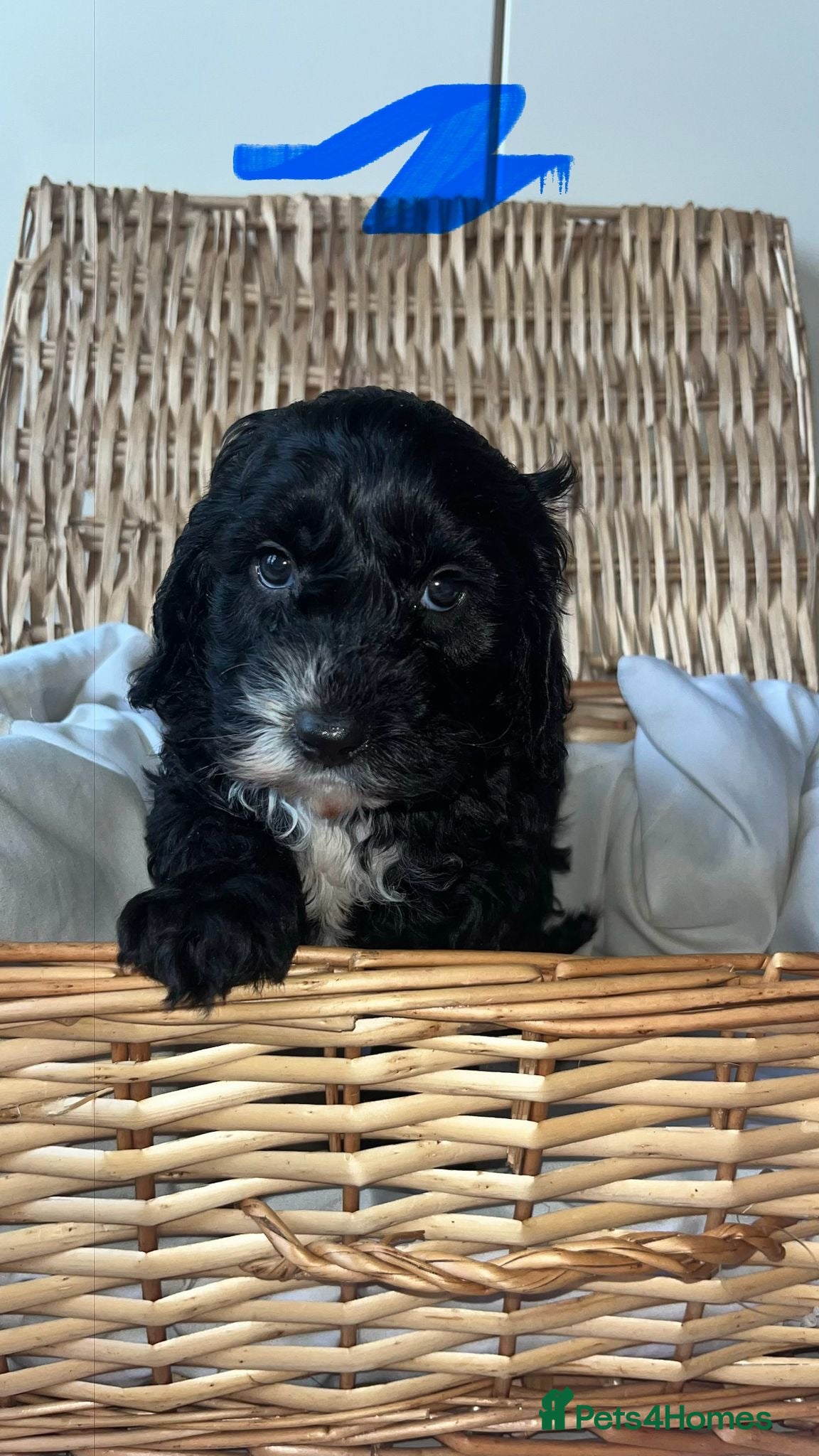 Cockapoo dogs beautiful f1 toy cockerpoo READY NEXT WEEK - Advert 15