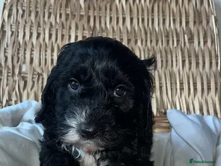 Cockapoo dogs beautiful f1 toy cockerpoo READY NEXT WEEK - Advert 15