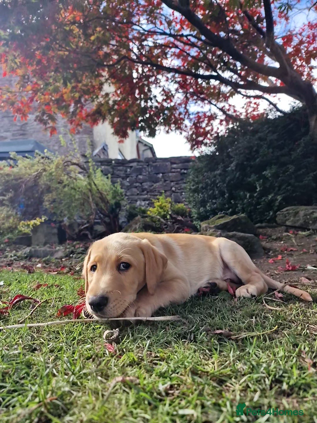 Mixed Breed dogs for sale: Labrador Cross Pups - Image 31