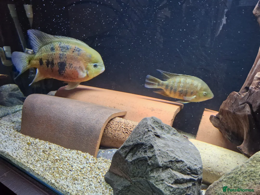 Other/Mixed Breed fish for sale:  PLEASE READ DESCRIPTION Various fish for sale - Advert 5