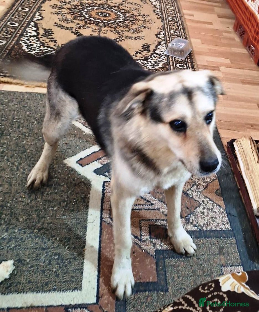 Mixed Breed dogs for adoption: 🐶Really… does nobody want to give me a chance? 💔 - Advert 11