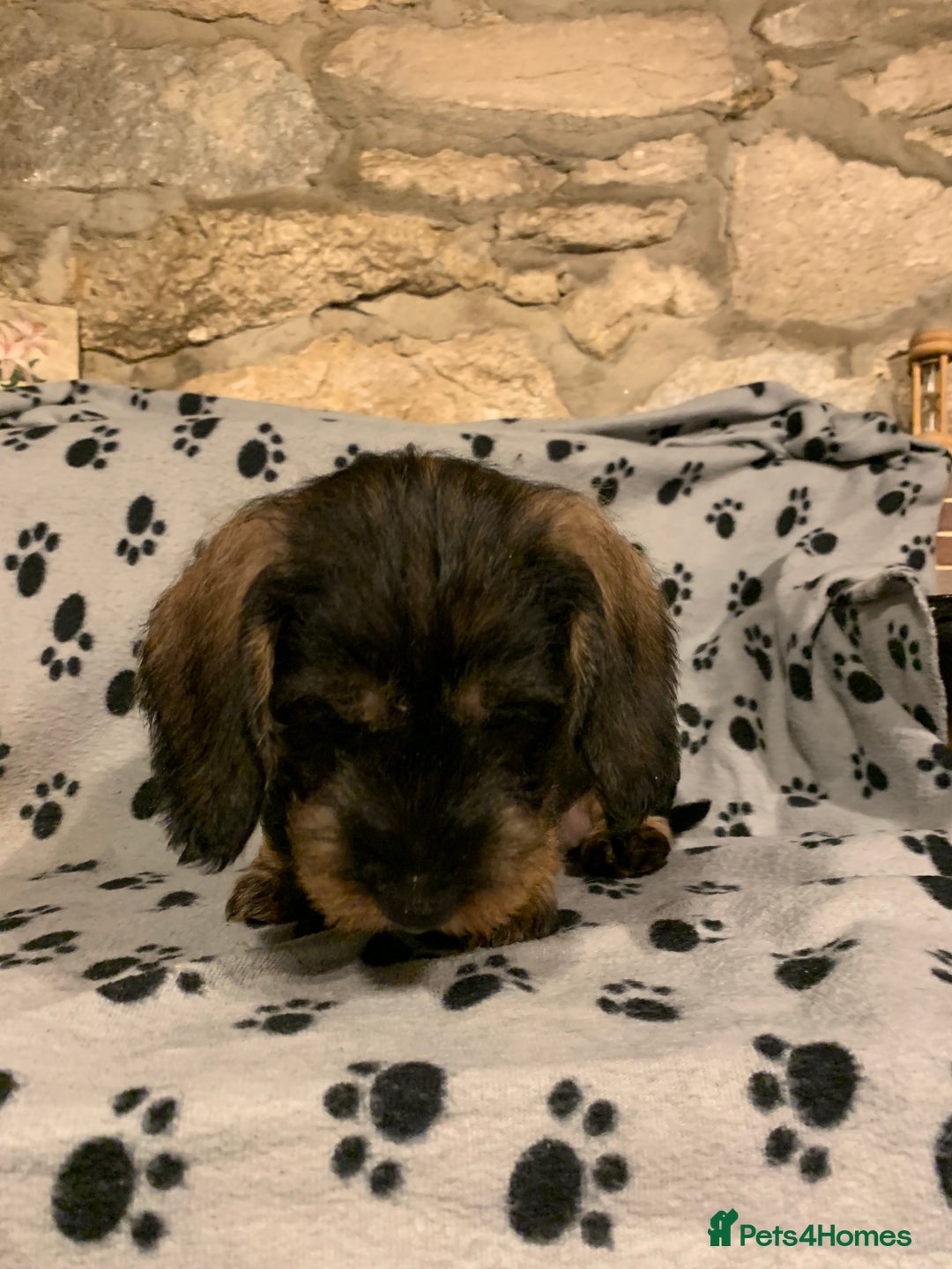 Dachshund dogs for sale: Standard wirehaired dachshund  - Advert 28